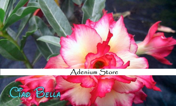 New Adenium 'Ciao Bella' 5 Seeds